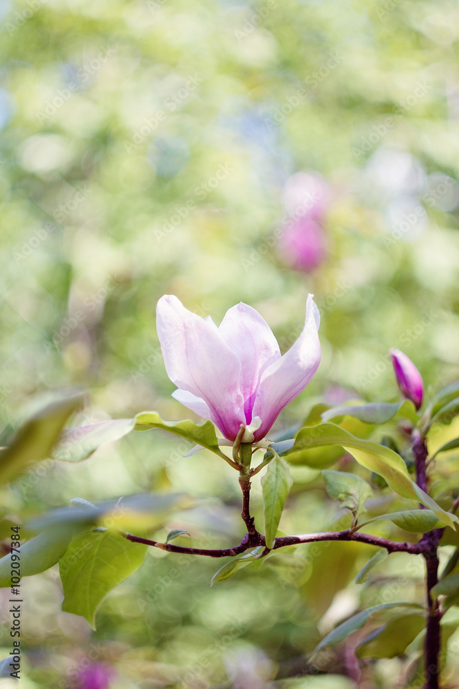 Pink magnolia flower