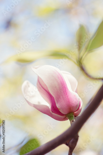 Fototapeta Naklejka Na Ścianę i Meble -  Pink magnolia flower