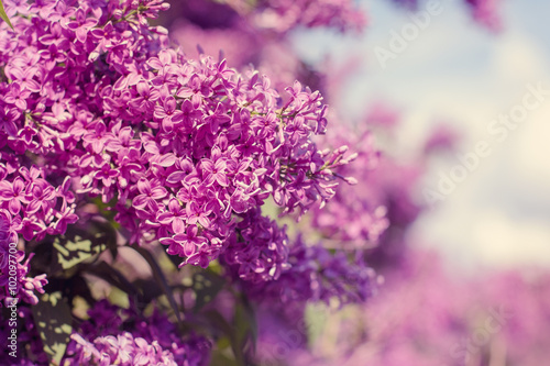 Beautiful purple lilac flowers outdoors © torriphoto