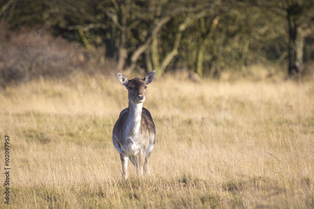 Fallow deer female in Autumn Fallow deer female in Autumn