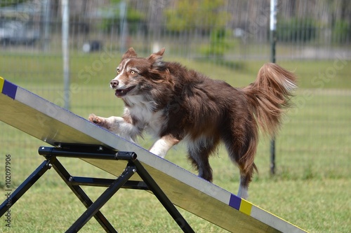 Border Collie at a Dog Agility Trial photo