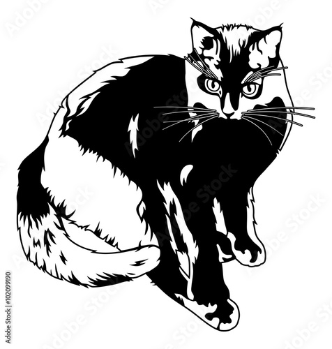 Black cat silhouette isolated on a white background