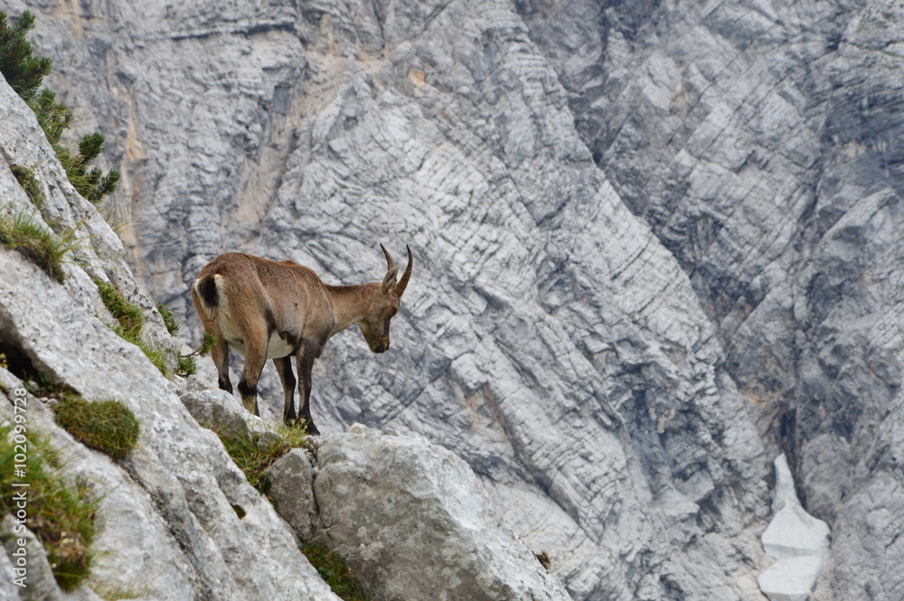 Capricorn in the montains, Julian Alps Capricorn in the montains, Julian Alps