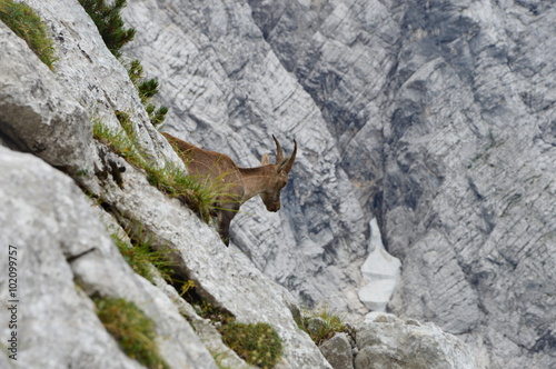 Capricorn in the montains  Julian Alps