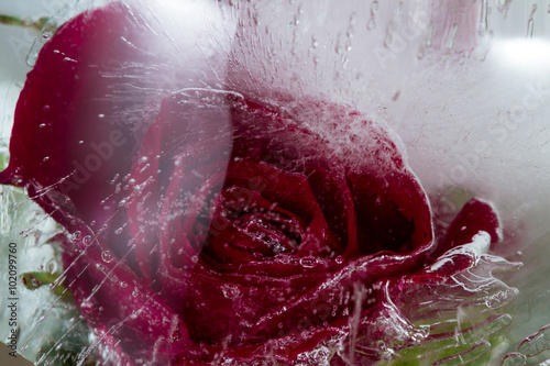 small red rose frozen in a block of ice