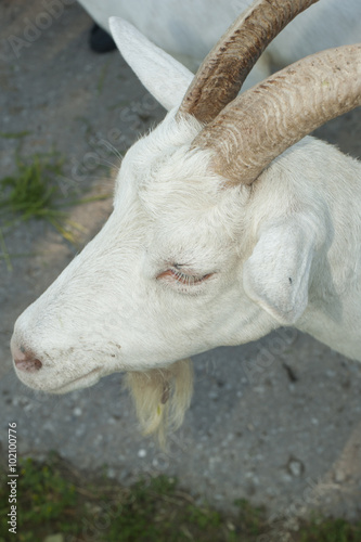 Curious White goat