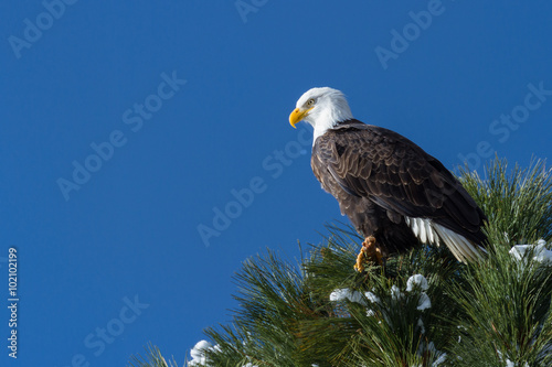 American Bald Eagle © wollertz