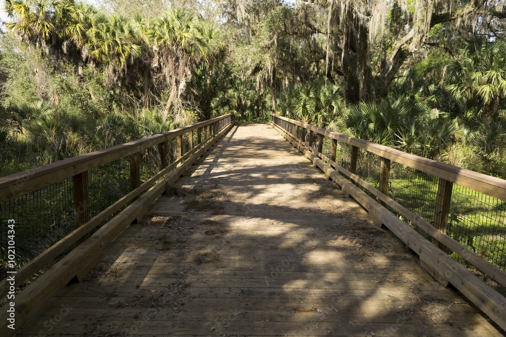 Wooden bridge on tourist trail through mangrove forest, Everglades Wooden bridge on tourist trail through mangrove forest, Everglades
