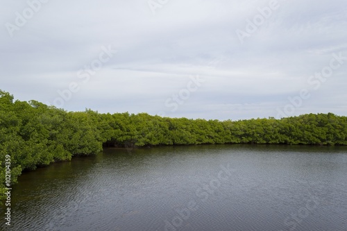 Shallow brackish water in Everglades mangrove forest, Florida photo