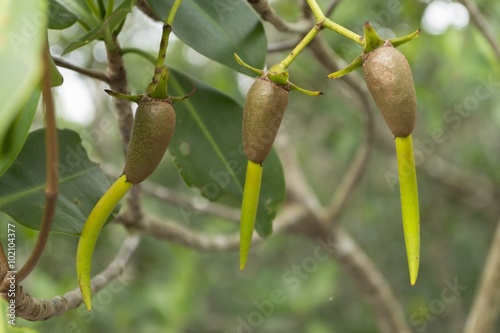 Mangrove tree seeds with roots growing on tree in Everglades, Florida