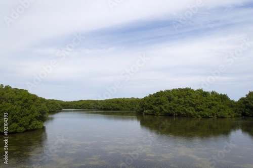 Shallow brackish water in Everglades mangrove forest, Florida