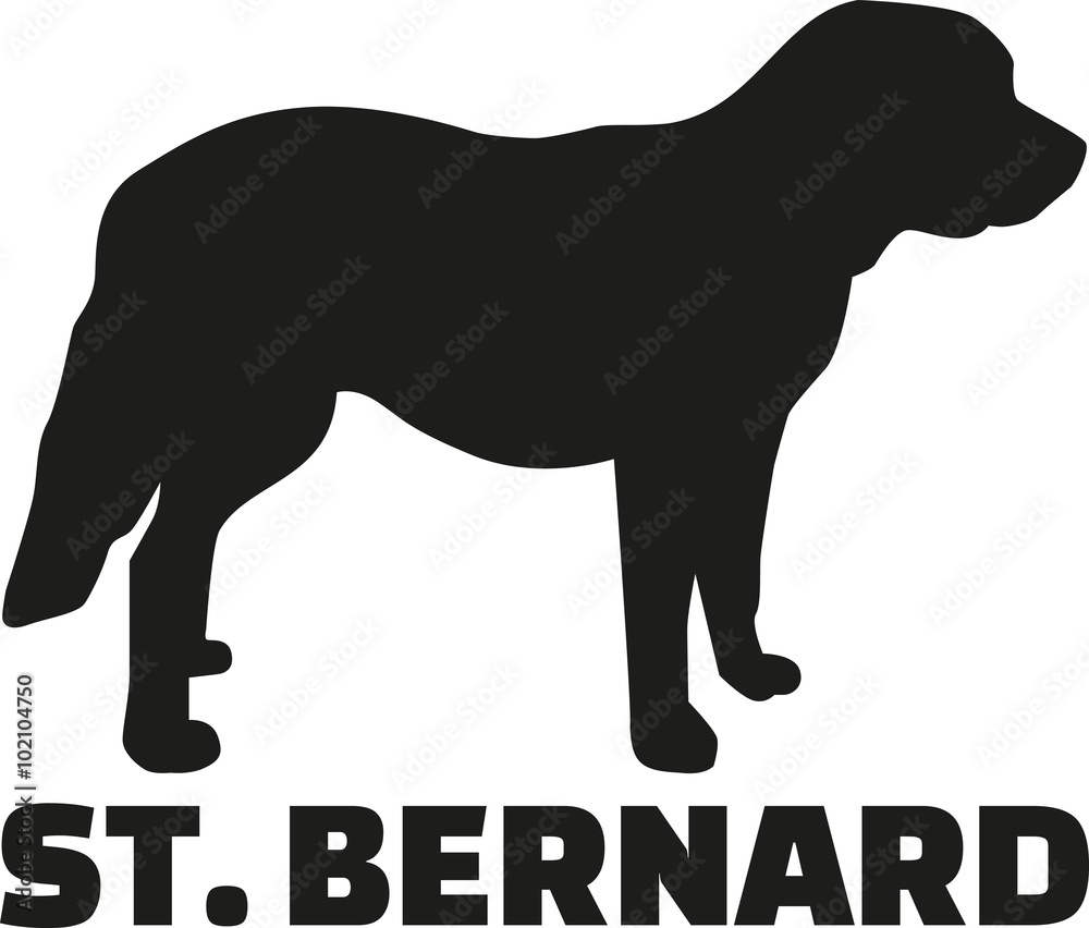 St. Bernard dog with breed name St. Bernard dog with breed name