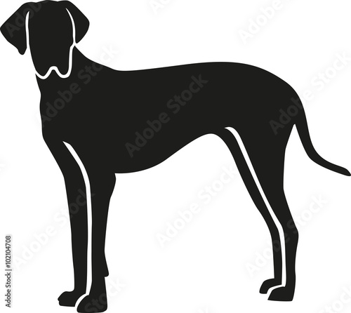 Great dane looking at you