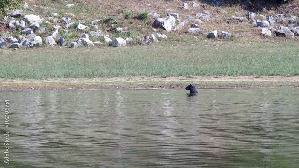 a black dog is resting in the water of the reservoir a black dog is resting in the water of the reservoir