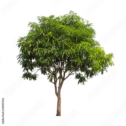 Isolated mango tree on white background