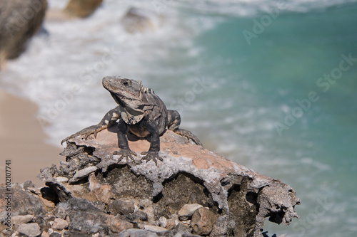 Endangered Lesser Antillean Iguana at Punta Sur point (Acantilado del Amanecer - Cliff of the Dawn) on Isla Mujeres (island) across from Cancun on the Mexican coast of the Yucatan peninsula
