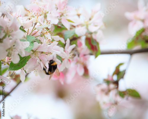 Bumblebee on apple tree flower