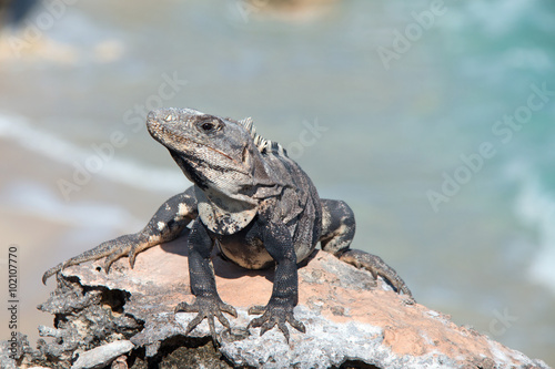 Endangered Lesser Antillean Iguana at Punta Sur point (Acantilado del Amanecer - Cliff of the Dawn)  on Isla Mujeres (island) across from Cancun on the Mexican coast of the Yucatan peninsula