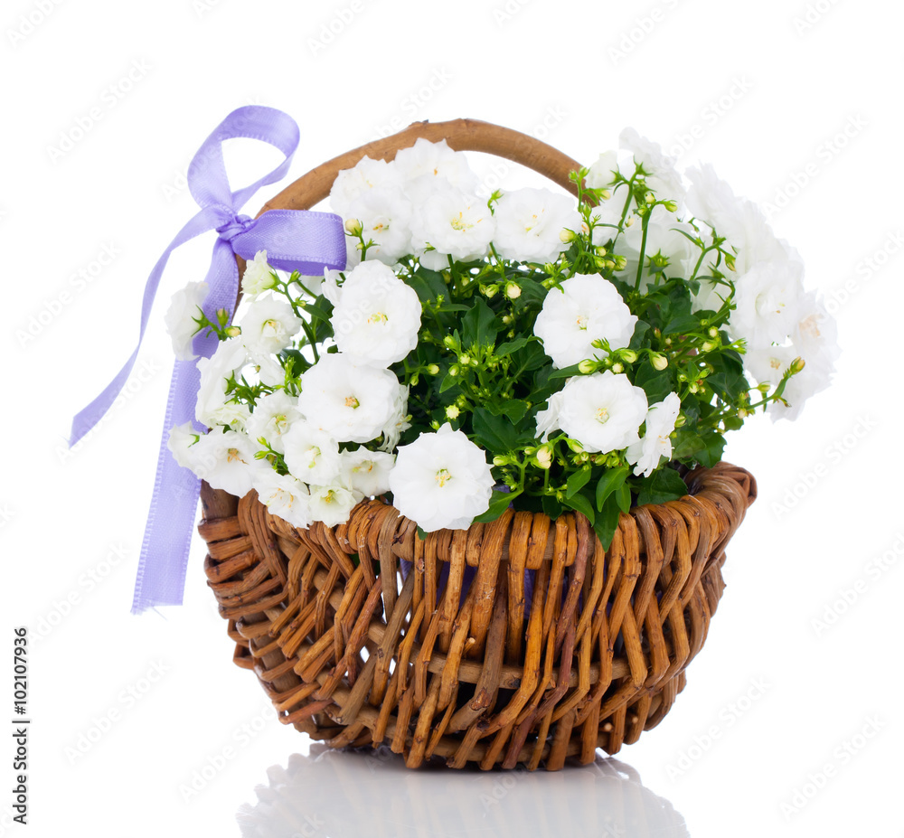 white Campanula terry flowers in the wicker basket, isolated on