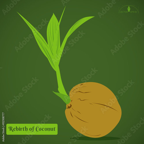 Coconut sprout vector illustration