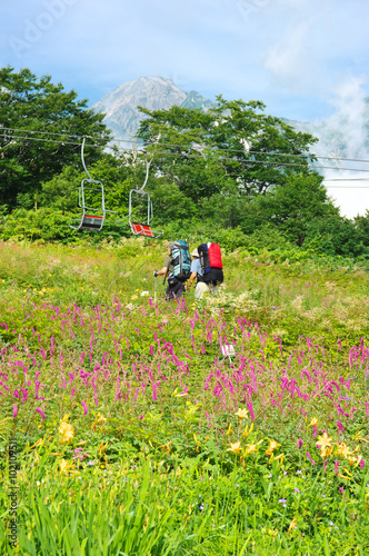 白馬五竜高山植物園 アルプス平 長野県白馬村 Stock Photo Adobe Stock