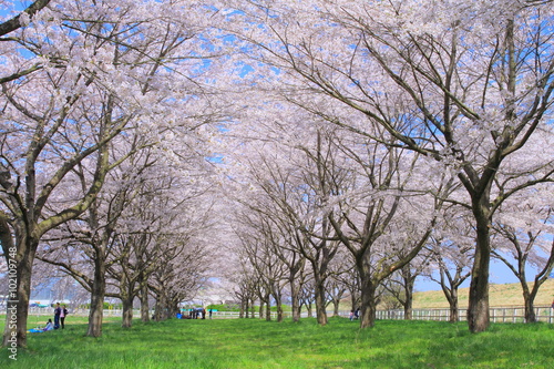 桜並木と青空