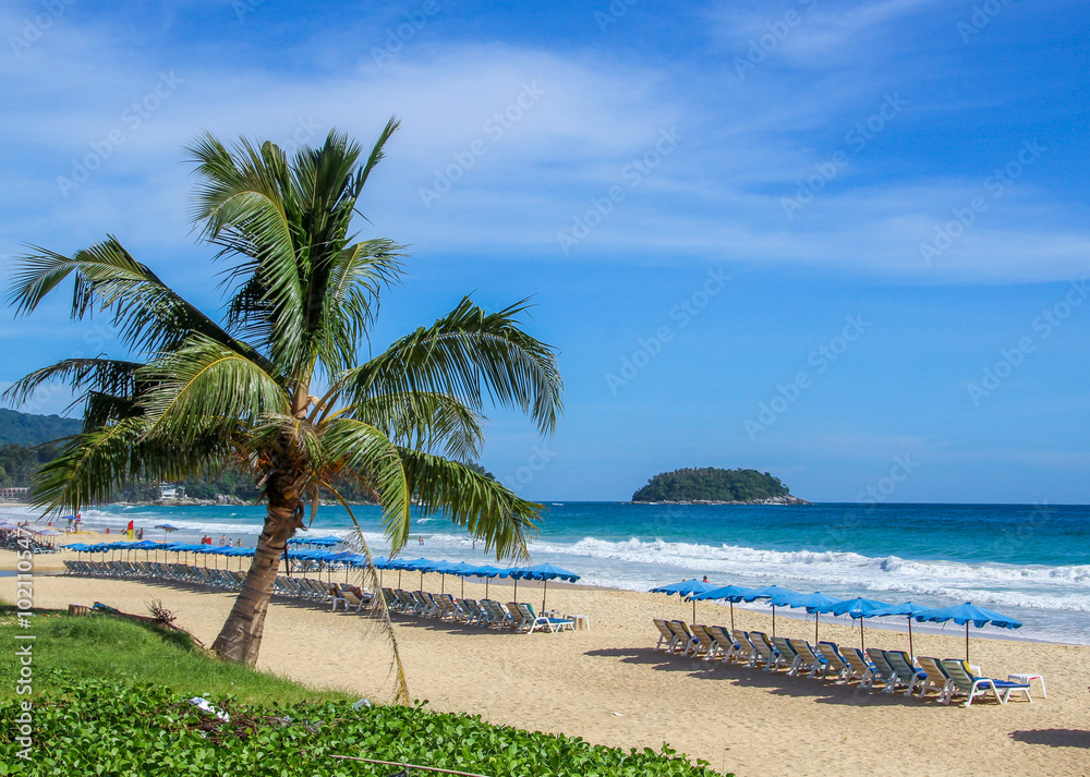 Tropical palm tree on the beach by the sea