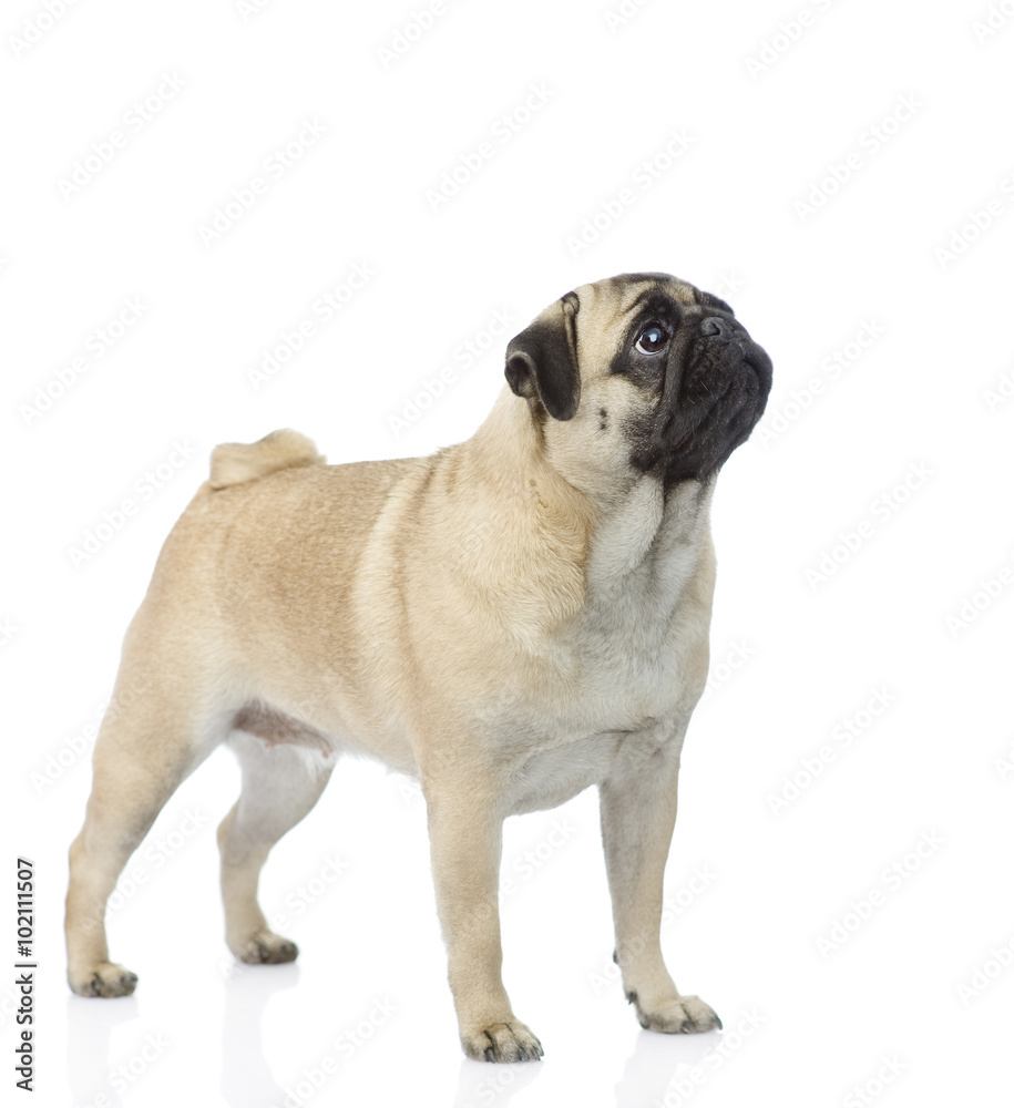 pug puppy standing and looking up. isolated on white background