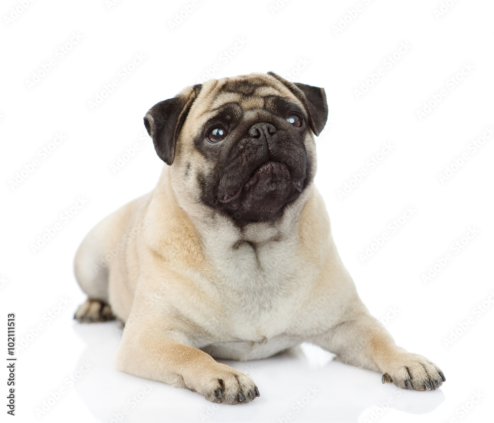 pug puppy lying in front. isolated on white background