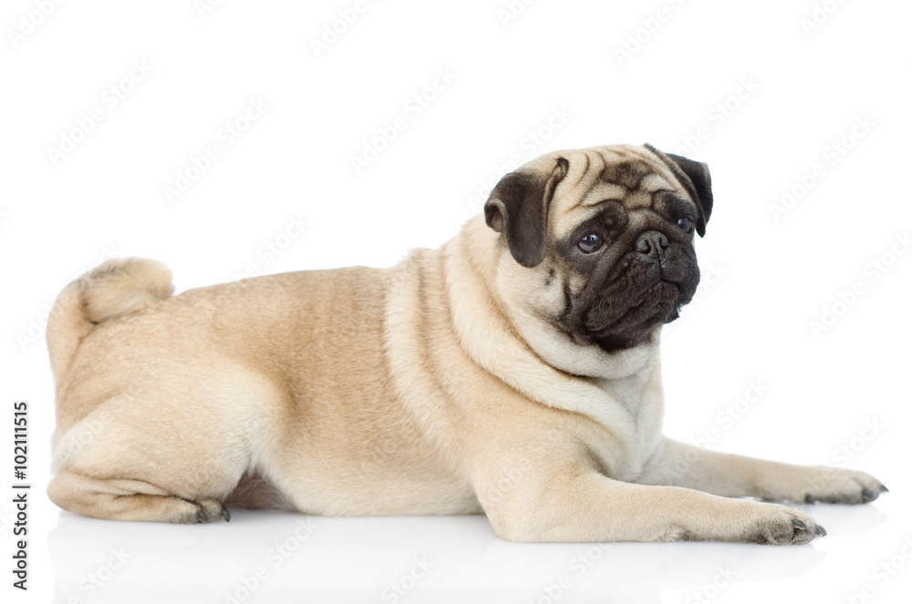 pug puppy lying in profile. isolated on white background