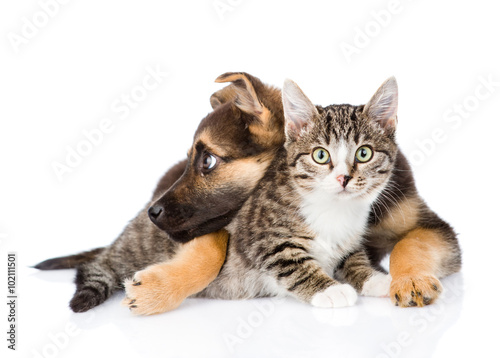 crossbreed dog hugging tabby cat. isolated on white background © Ermolaev Alexandr
