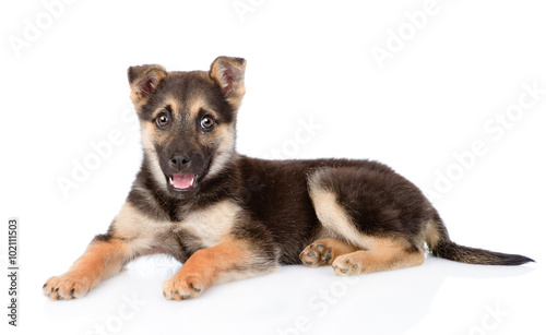 mixed breed puppy dog looking at camera. isolated on white backg