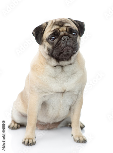 pug puppy sitting in front. isolated on white background © Ermolaev Alexandr