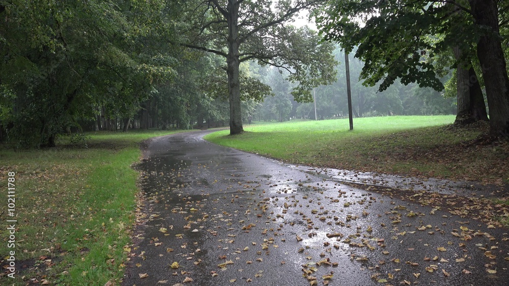 Wet park road surrounded by old trees and rain water drop fall on asphalt. Static shot. 4K
