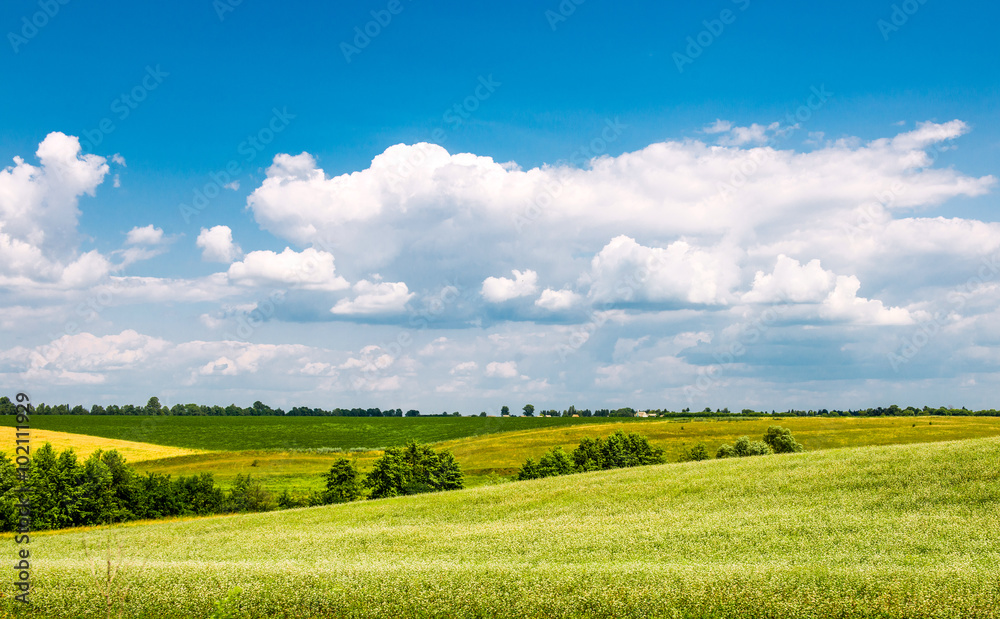 Yellow-green field under the clouds