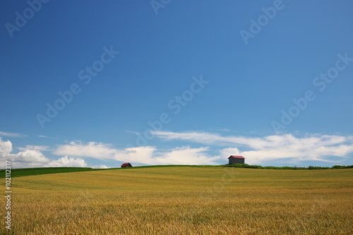 麦畑に立つ小屋