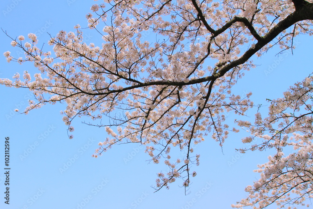 北上　展勝地の桜