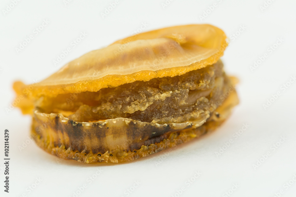scallop meat on white background - macro image
