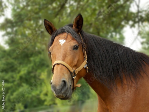 Brown horse portrait