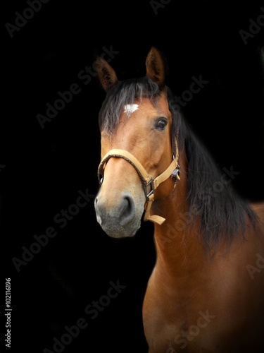 Brown horse portrait