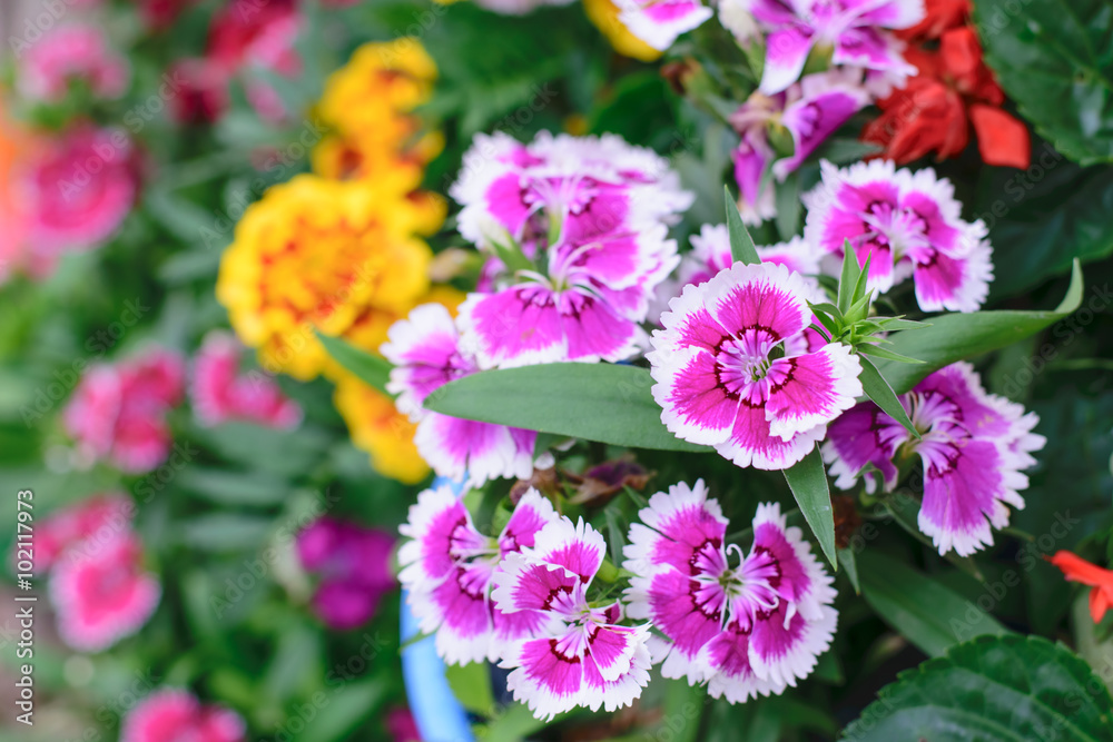 Dianthus chinensis flower