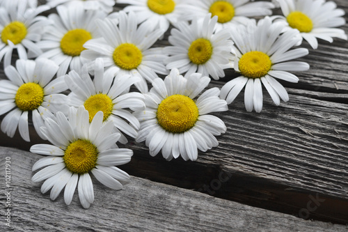 camomile on a wooden Board