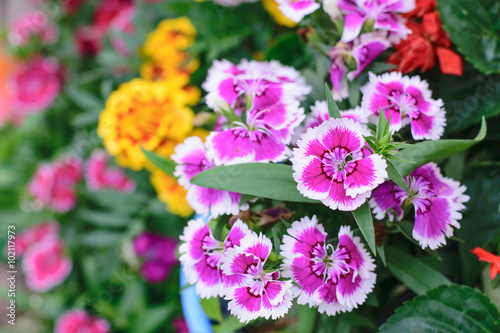 Dianthus chinensis flower