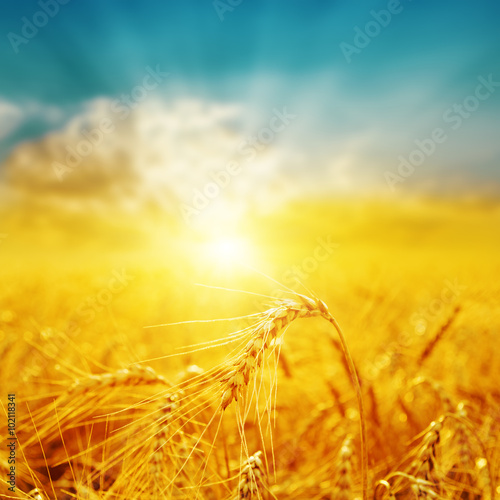 good sunset over golden field with harvest. soft focus photo