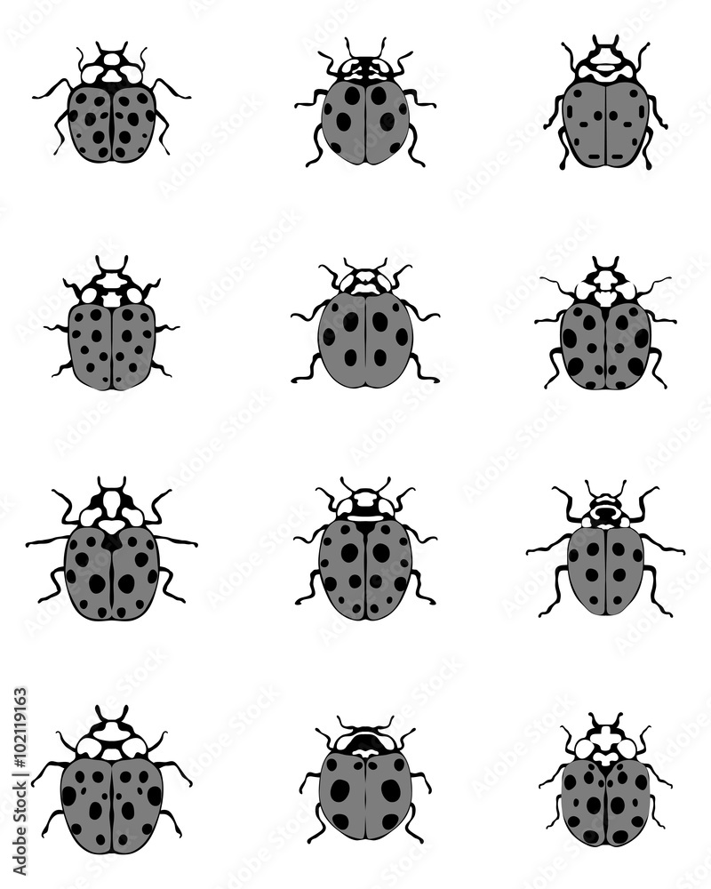 Fototapeta premium Set of different gray ladybugs, vector illustration