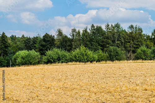 Feld mit Waldhintergrund