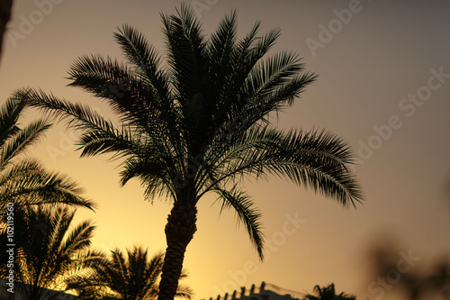 пальма на закате
