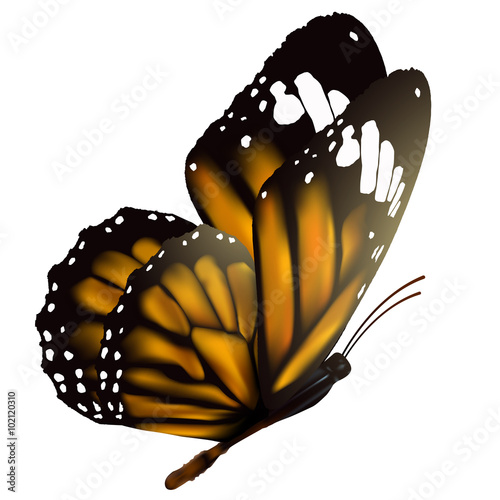 Flying butterfly isolated on white background, vector illustration.