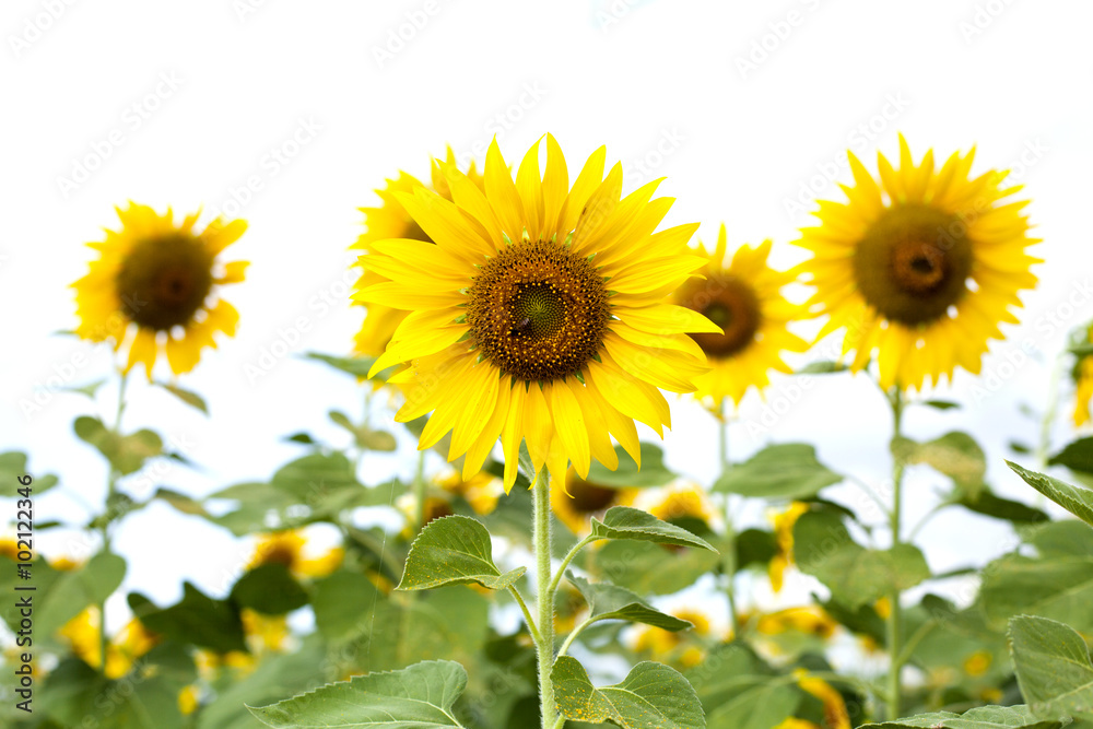 The garden sunflowers in nature.