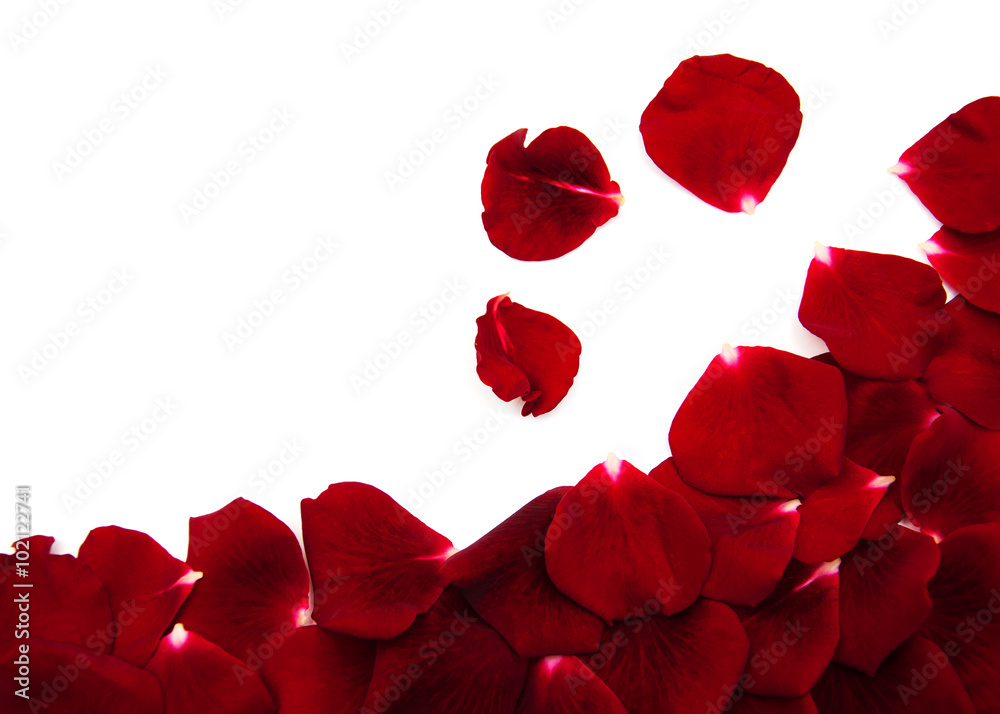 Red roses petals Red roses petals